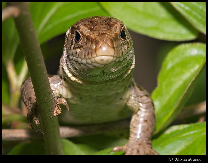 Sand Lizard (Lacerta agilis) [jasterica obycajna]