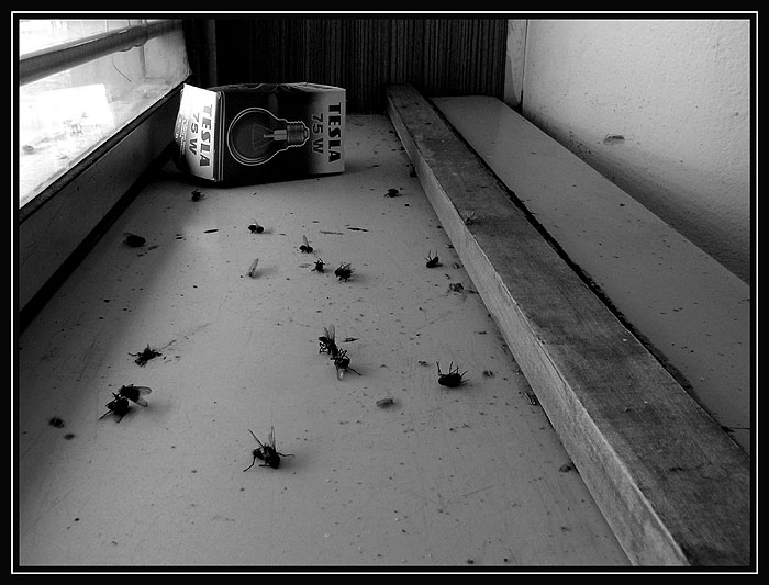 cintorín domácich zvieratiek