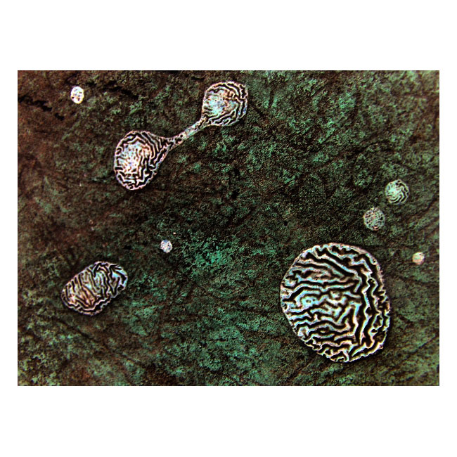 Chvilka genetiky