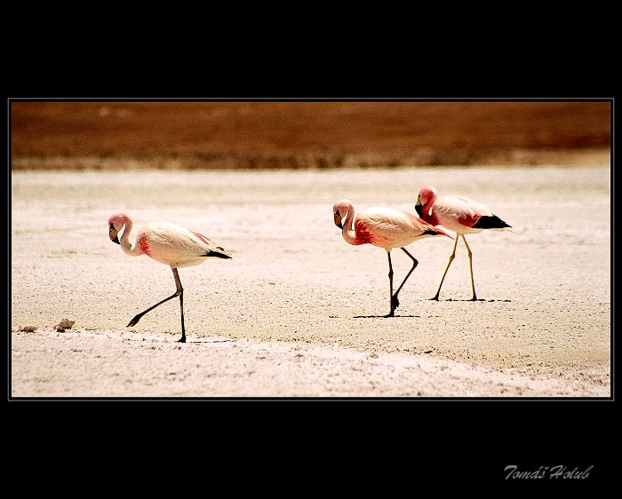 Bolivie - plameňáci v Altiplanu