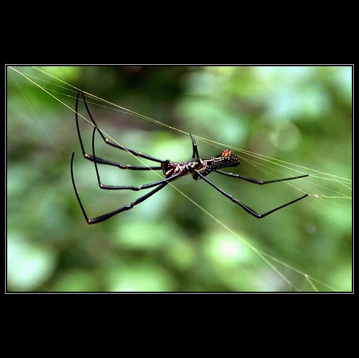 Bolivijský pavouček