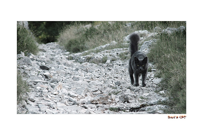 Devil´s cat
