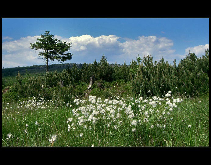Jizerky - Klečové louky