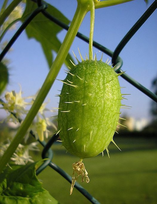 příroda se brání ...