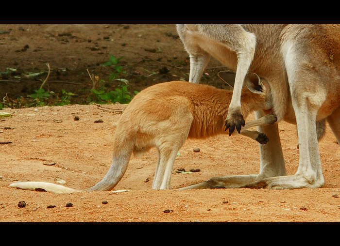 Říkám ti, že se tam už nevlezeš !