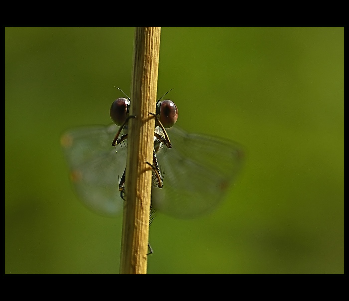 To neplatí, ona se dívá !