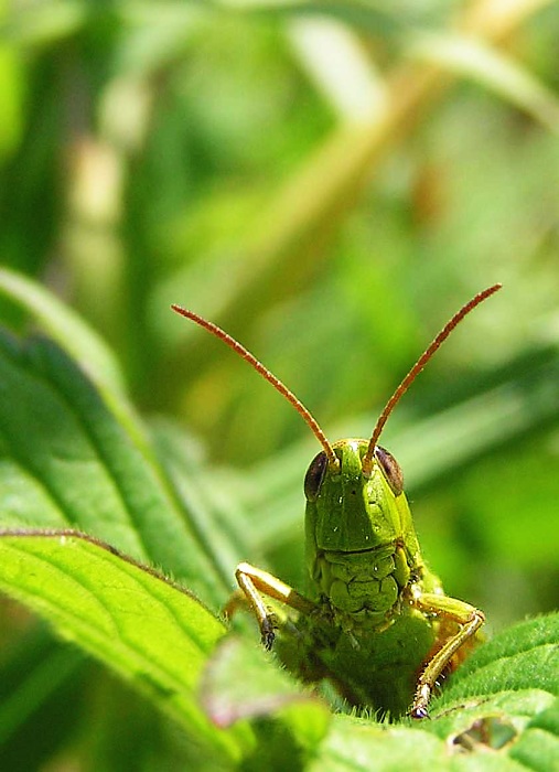 hele, čéče, nemáš trochu trávy??