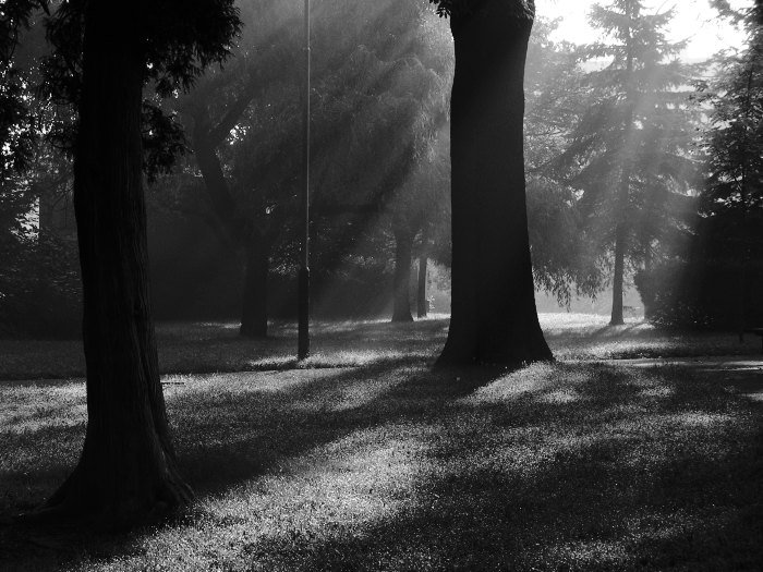 Dawn in the Park