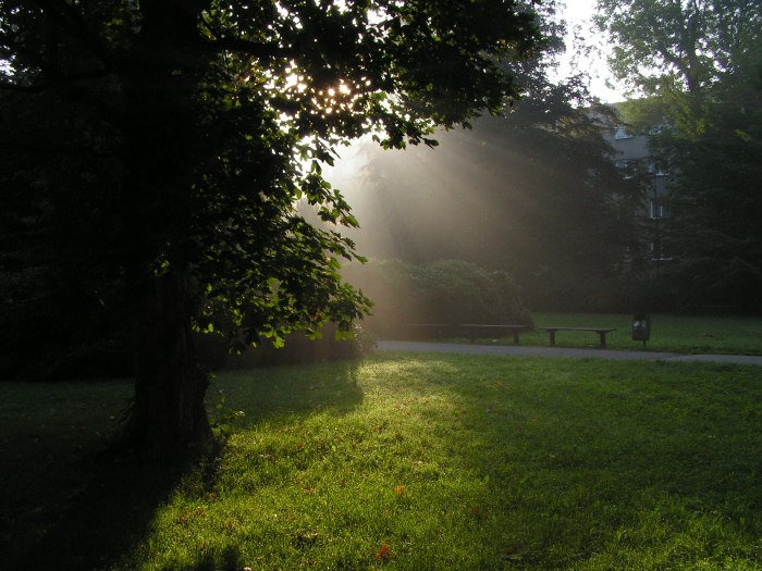 Another Dawn in the Park