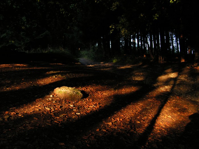 Morning Sun in the Forest