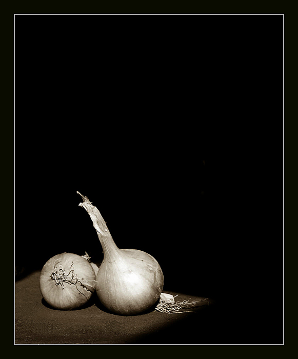 cibule