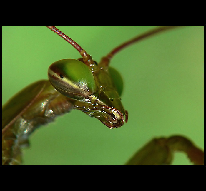 ...alien...