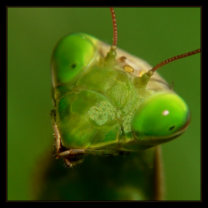 ...alien - samicka...