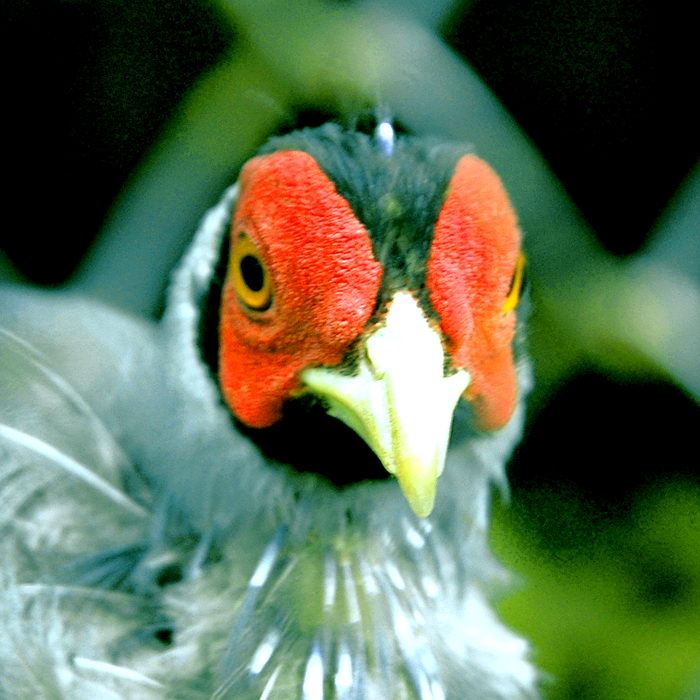 animal planet