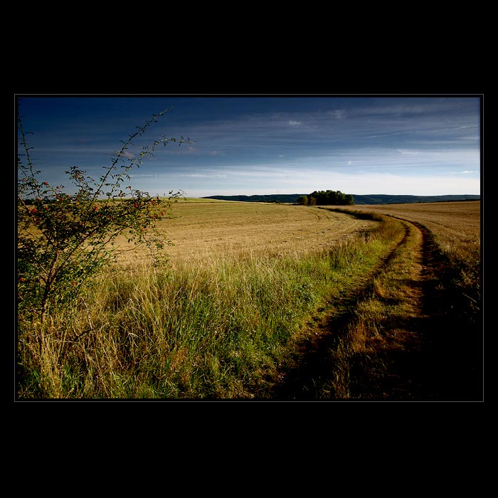 Za šípkovým keřem