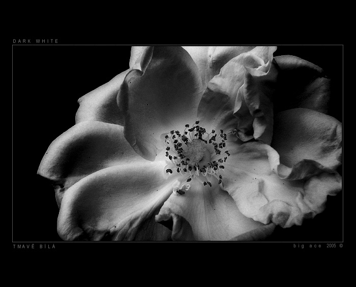 Tmavě bílá