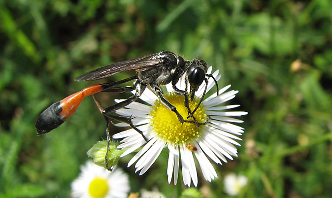 ...ammophila sabulosa...