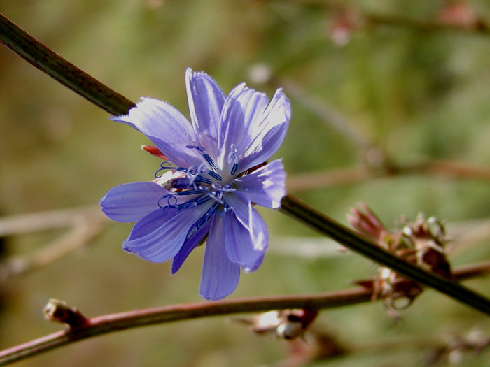 in blue..
