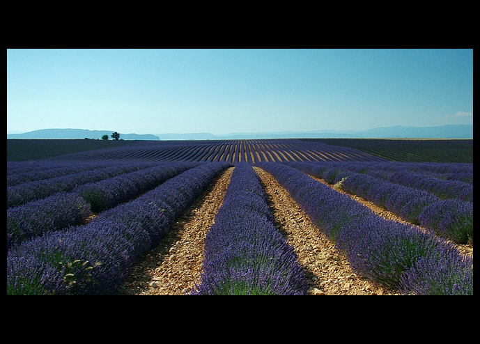 Levandulová Provence