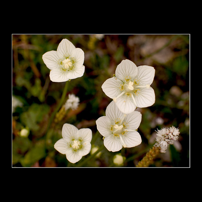 <b>..::květinka alpská::..</b>