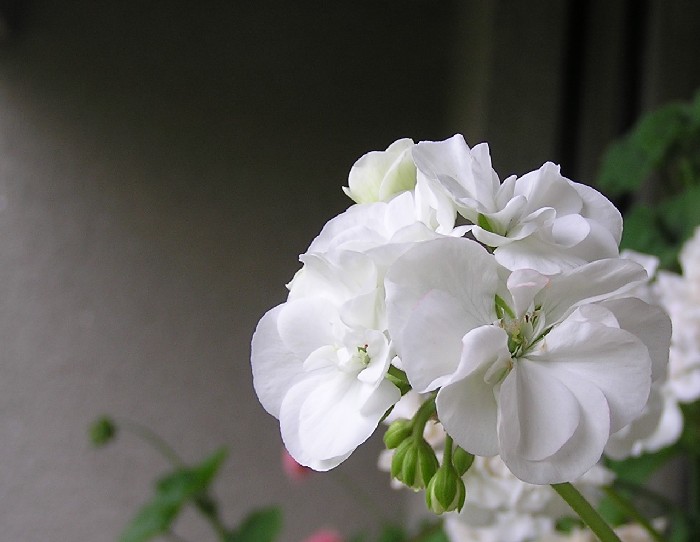 ...pelargonie v bílém...