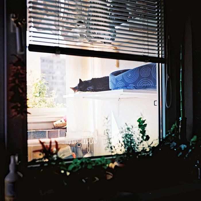 mačací život