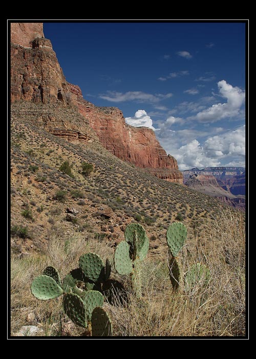 Indian Gardens - Grand Canyon