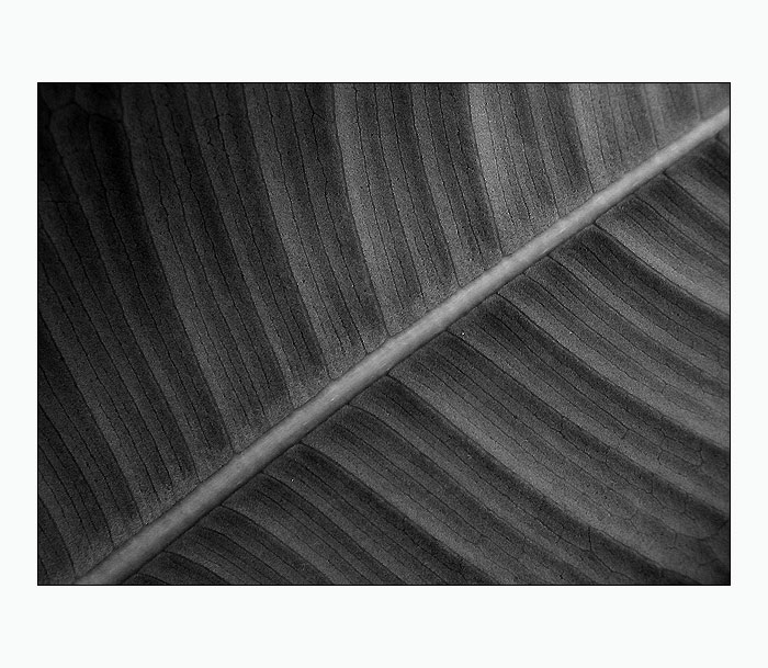 :: žíly života II ::