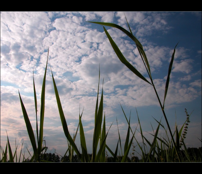 trávofka západofka