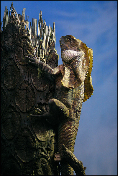 Bearded Dragon