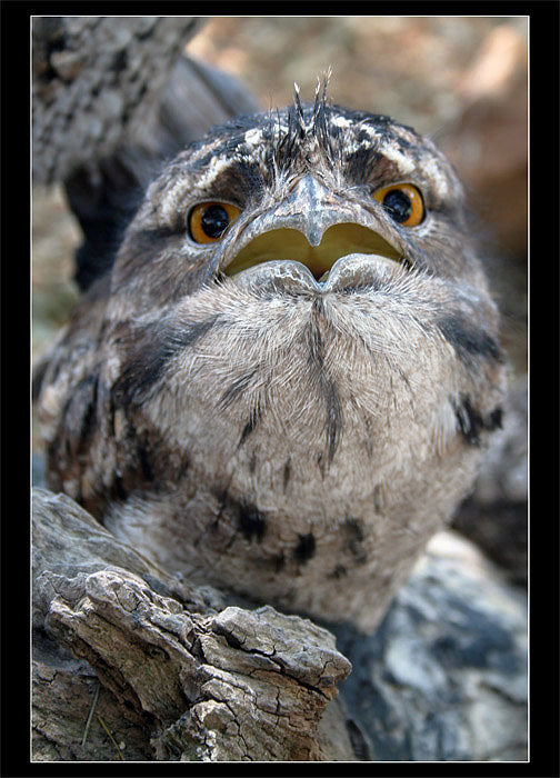 Frogmouth I.