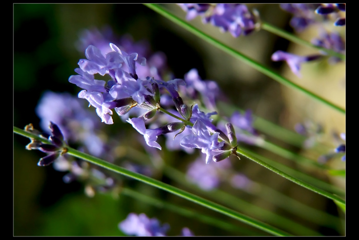 <b>...LEVANDULOVÁ...</b> <hr> <b>