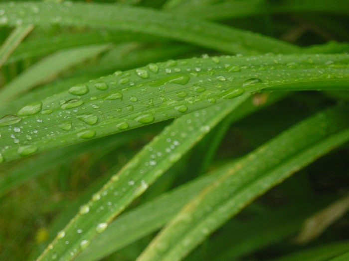 pár kapek po dešti