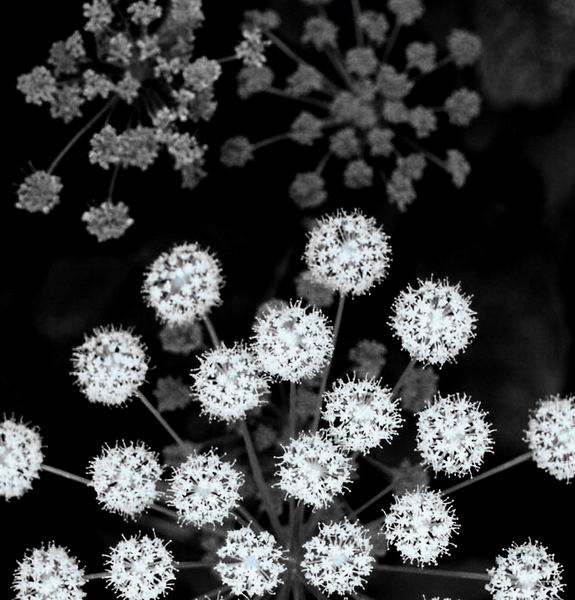 * * * zdroj vedomi * * *