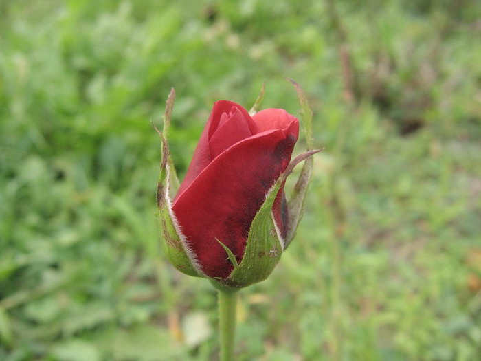 Ruzicka