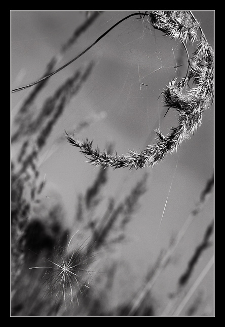 Co se děje v trávě III.