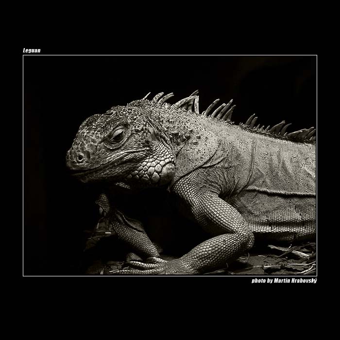 Leguan