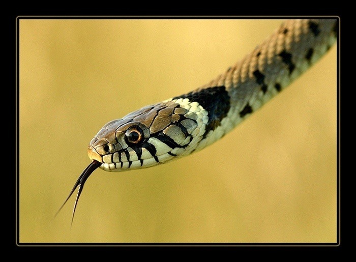 Užovka obyčajná (Natrix natrix)