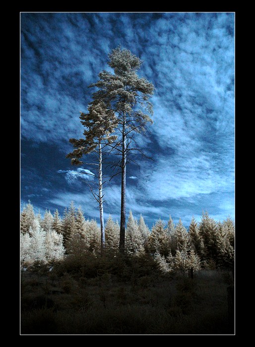 Trees & Blue Jeans