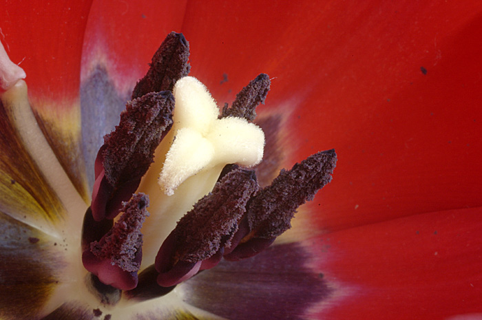 tulipan