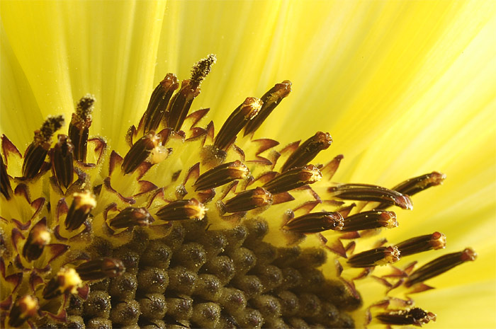 okrasna slnecnica