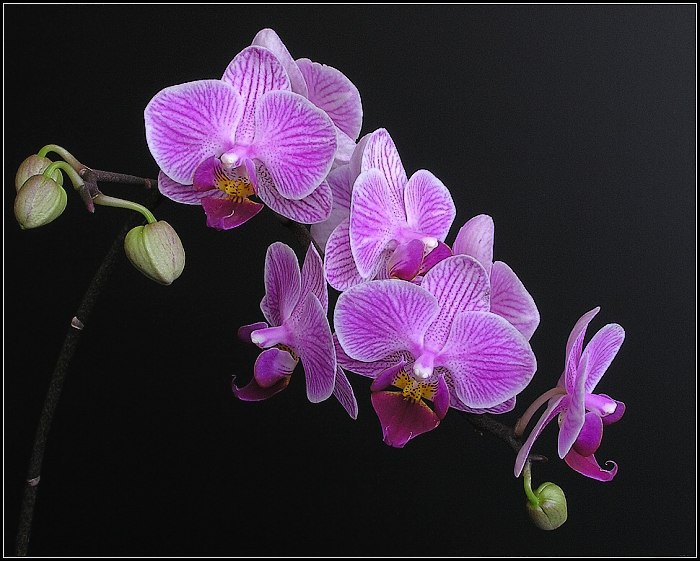 Orchidej