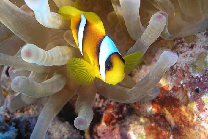 Bránící NEMO