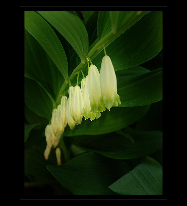 Lampiony