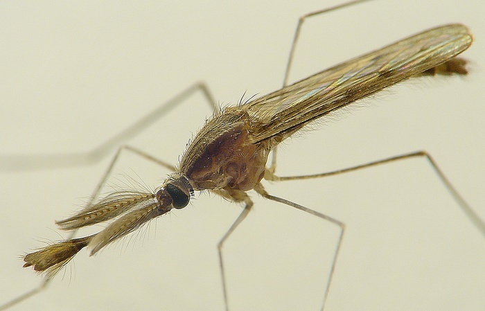 Prisera chlpata