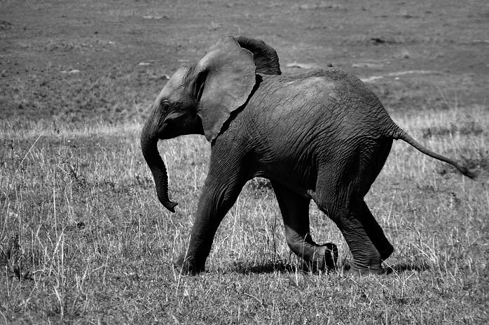 Afrika III.