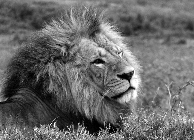 Afrika IV