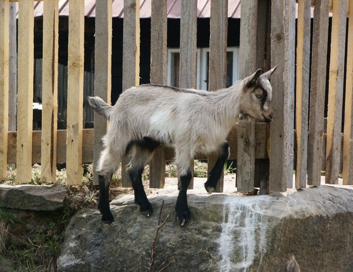 Kamzík???