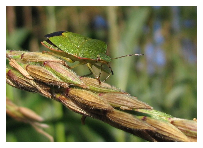 A Beetle