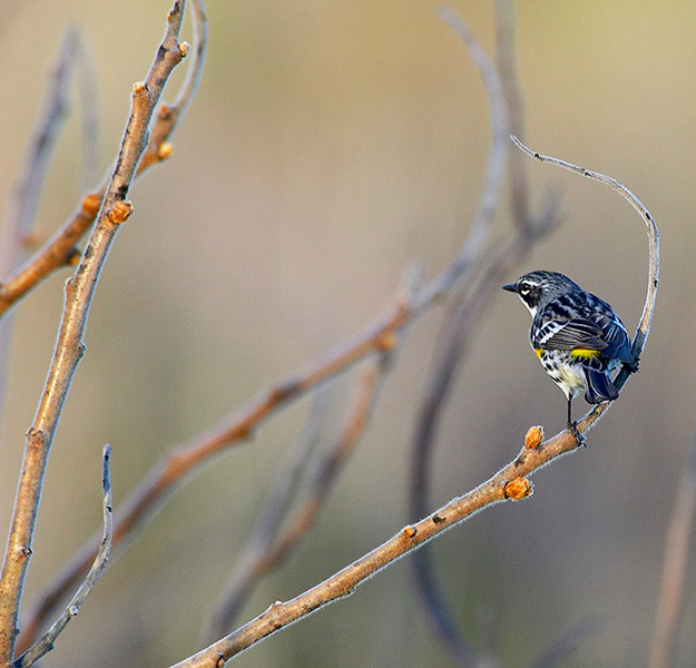 Yellow-rumped warbler (lesnacek zlatohlavy - Dendroica coronata)